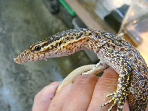 キサモニター(3)