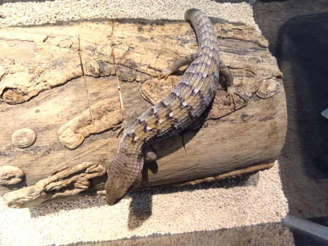 オカアリゲーターリザード