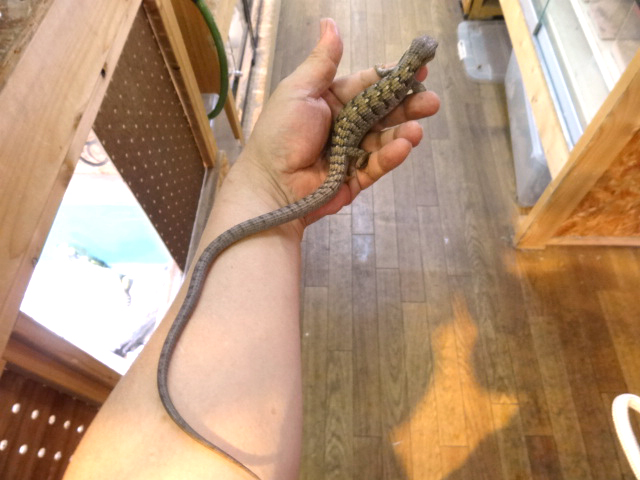 オカアリゲーターリザード(2)