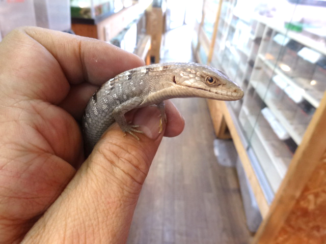 オカアリゲーターリザード(4)