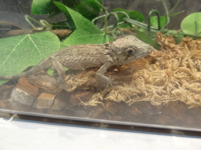 ポルカスカメレオンモドキ(5)