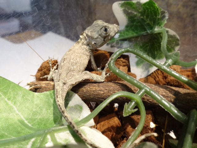 ポルカスカメレオンモドキ(6)