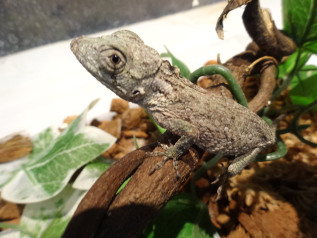 ポルカスカメレオンモドキ(7)