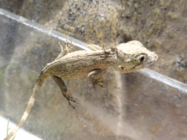 ポルカスカメレオンモドキ(8)