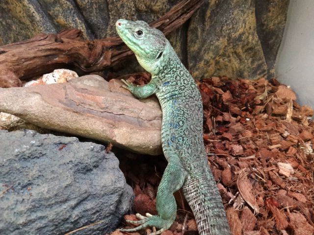 ホウセキカナヘビ