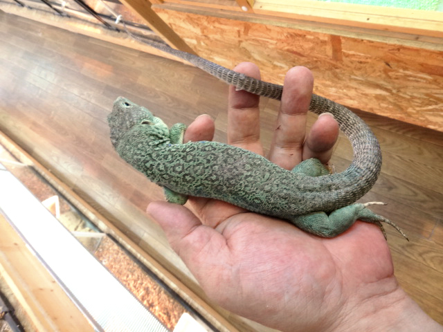 ホウセキカナヘビ(3)