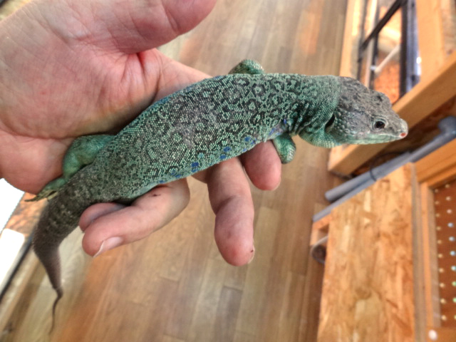 ホウセキカナヘビ(4)