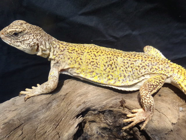 アカンシニュルストゲオアガマ