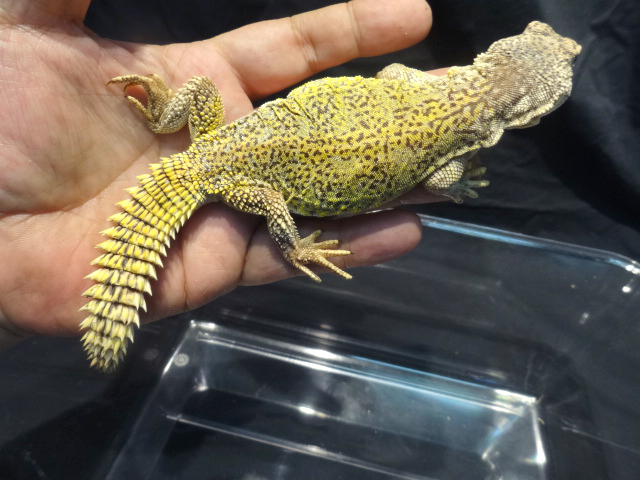 アカンシニュルストゲオアガマ(2)