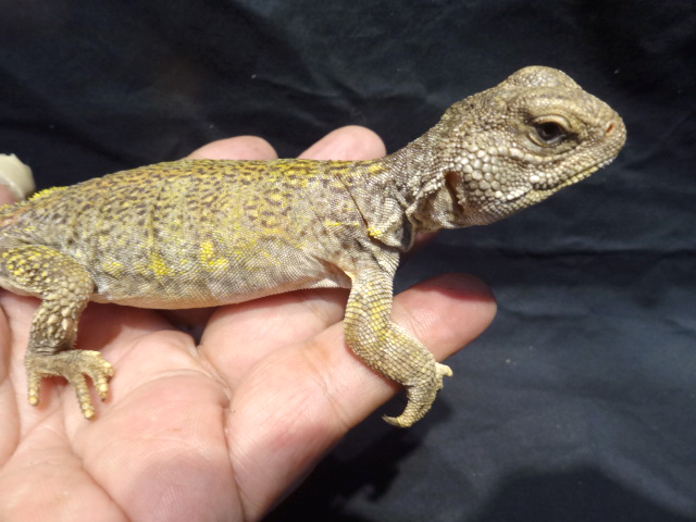 アカンシニュルストゲオアガマ(3)