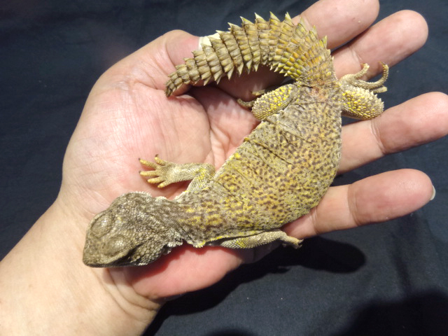 アカンシニュルストゲオアガマ(4)