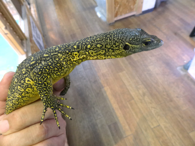 フィンスクモニター(2)