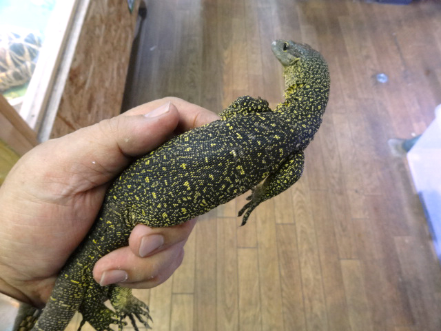 フィンスクモニター(3)