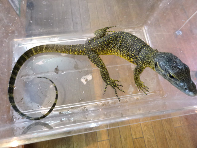 フィンスクモニター(1)