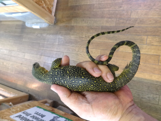 フィンスクモニター(4)