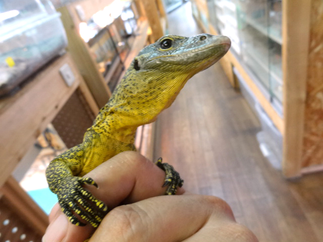 フィンスクモニター(5)