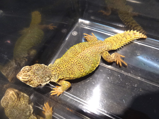 アカンシニュルストゲオアガマ(9)