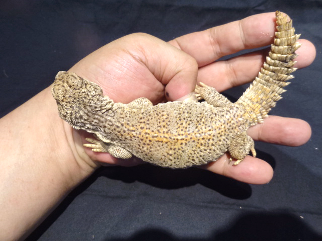 アカンシニュルストゲオアガマ(5)