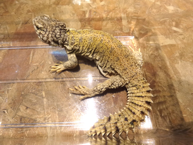 マリトゲオアガマ