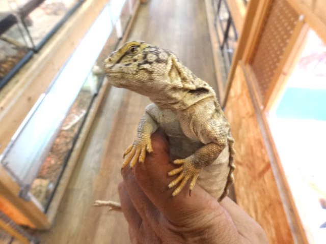 マリトゲオアガマ(2)