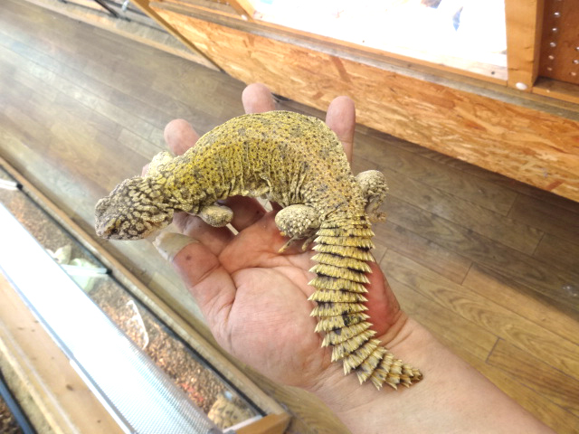 マリトゲオアガマ(3)