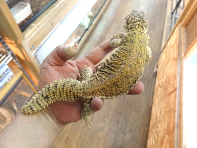 マリトゲオアガマ(4)