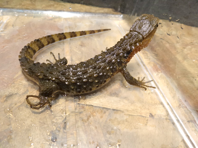 シナワニトカゲ(3)