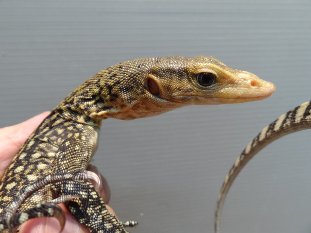 イエローヘッドモニター(9)