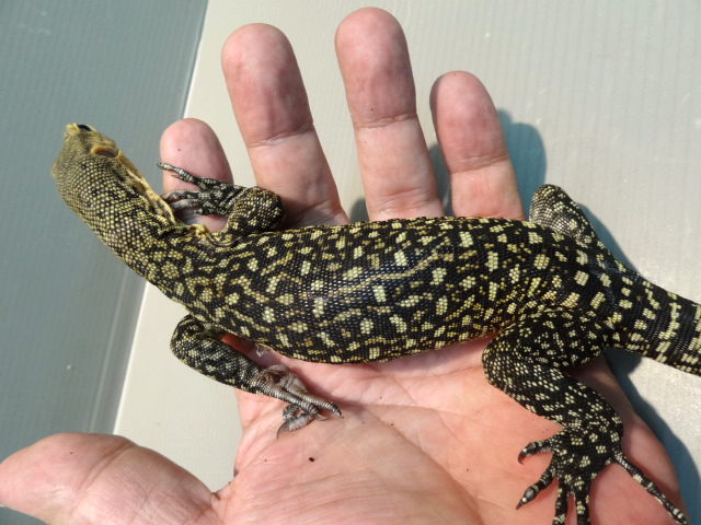 イエローヘッドモニター(10)