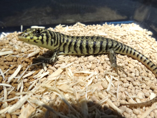 春巻きトカゲページ 価格の安いニシアフリカトカゲモドキ ホワイトアウトオレオ