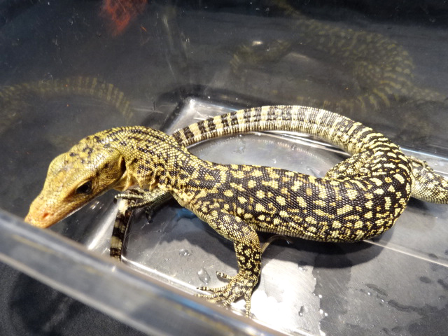 イエローヘッドモニター(1)