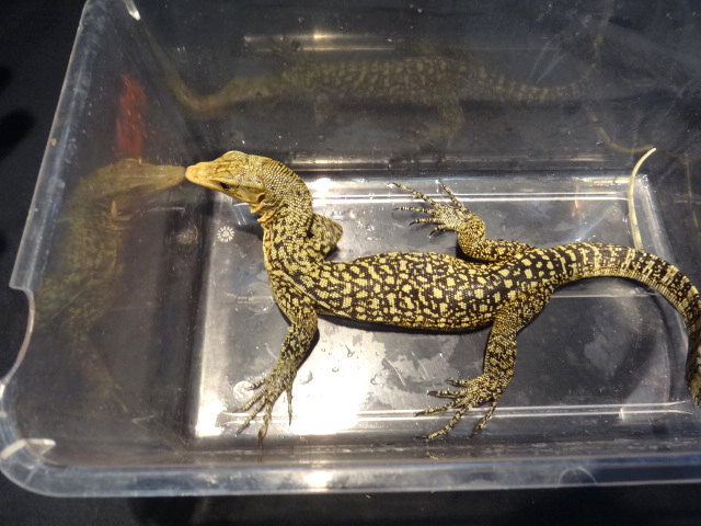 イエローヘッドモニター(7)