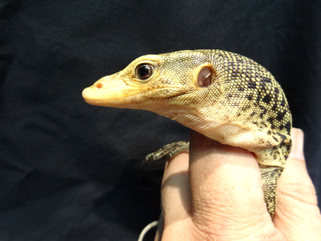 イエローヘッドモニター(8)