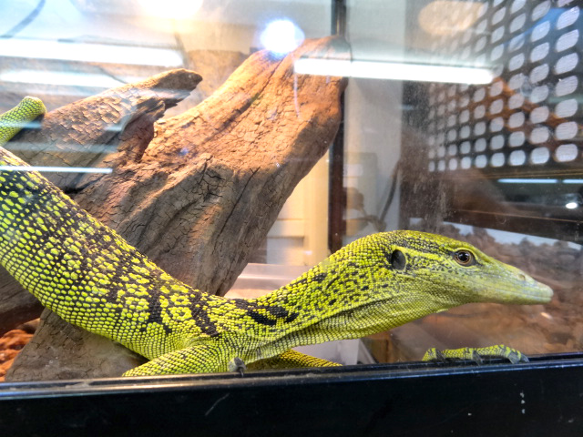 ワイゲオツリーモニター(5)