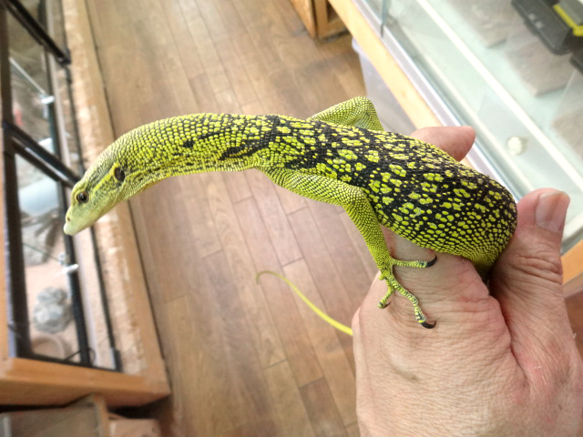 ワイゲオツリーモニター(8)