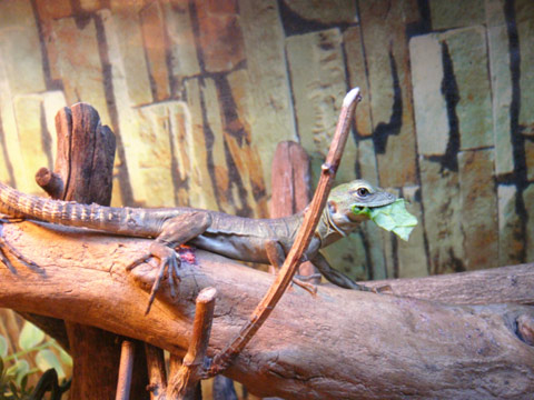 グアテマラスパイニーテールイグアナ(8)