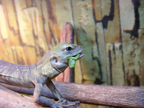 グアテマラスパイニーテールイグアナ(9)