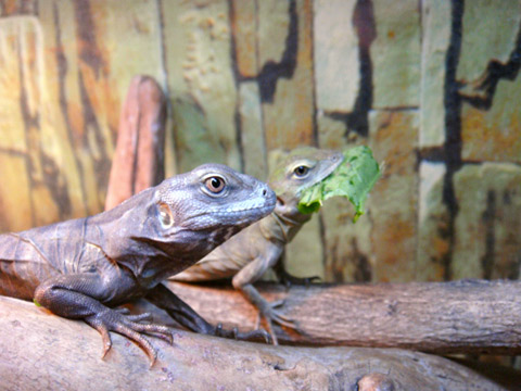 グアテマラスパイニーテールイグアナ(6)