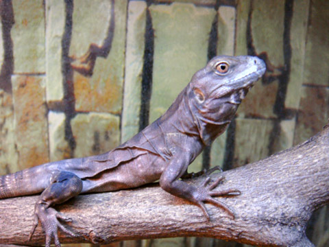 グアテマラスパイニーテールイグアナ(7)