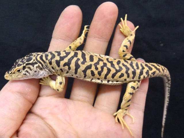 トラフソウゲンカナヘビ(3)