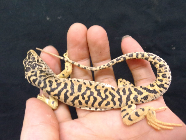 トラフソウゲンカナヘビ(4)