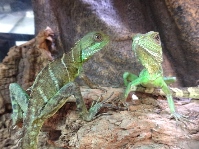 インドシナウォータードラゴン(7)