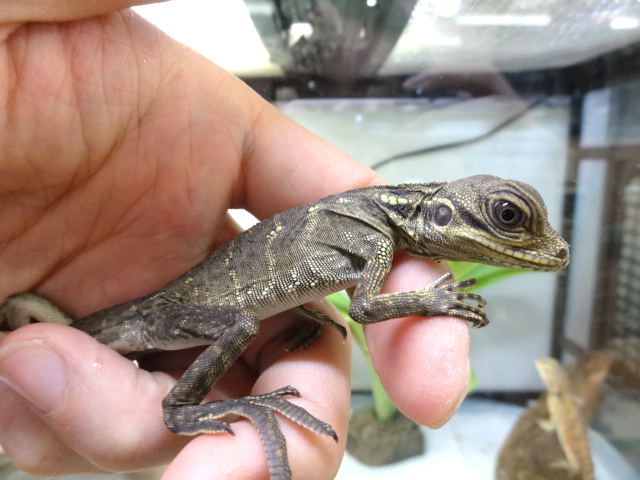 ハルマヘラホカケトカゲ(12)