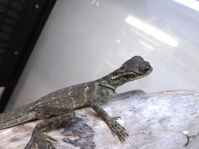 ハルマヘラホカケトカゲ(11)