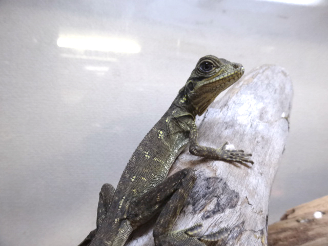 ハルマヘラホカケトカゲ(10)