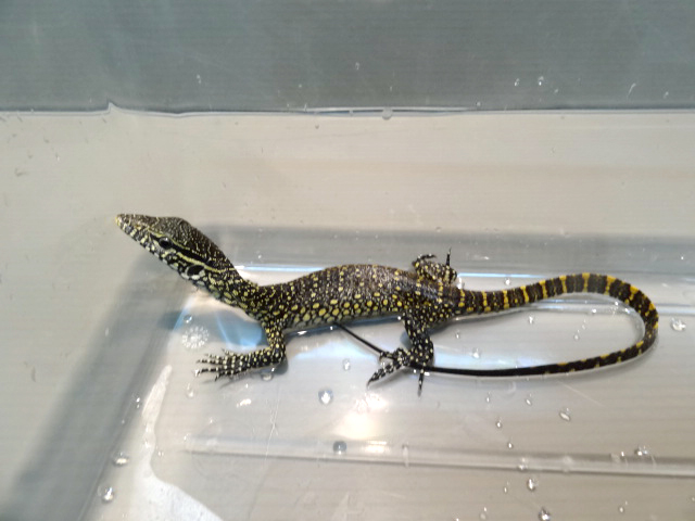 ナイルモニター(6)