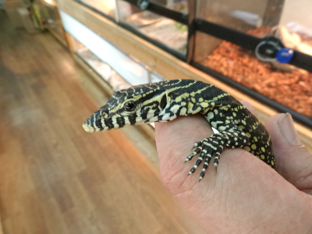 ナイルモニター(7)