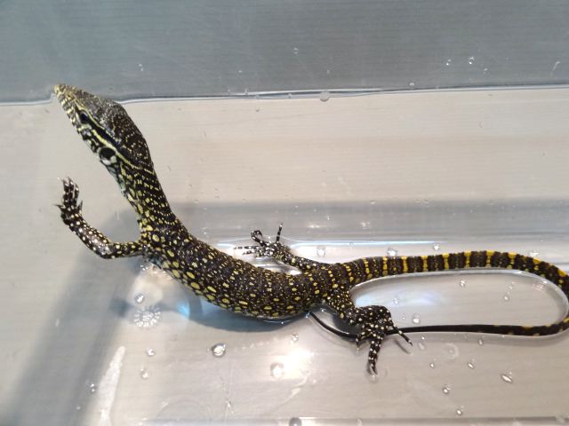 ナイルモニター(8)