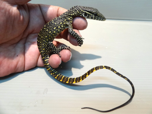 ナイルモニター(4)