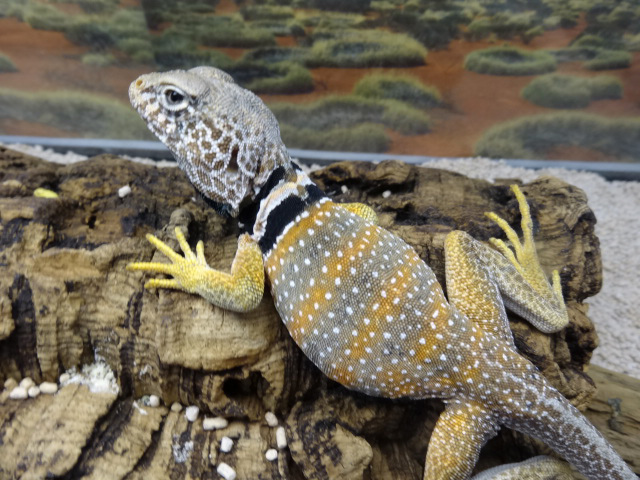 クビワトカゲ(1)